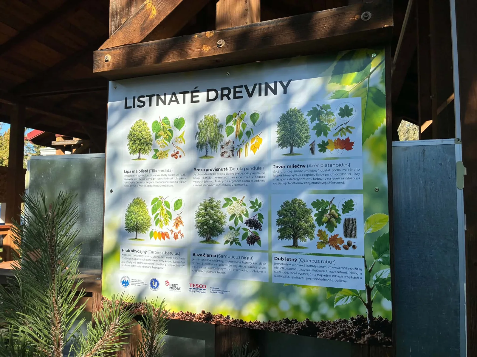 Listnaté dreviny – náučná tabuľa