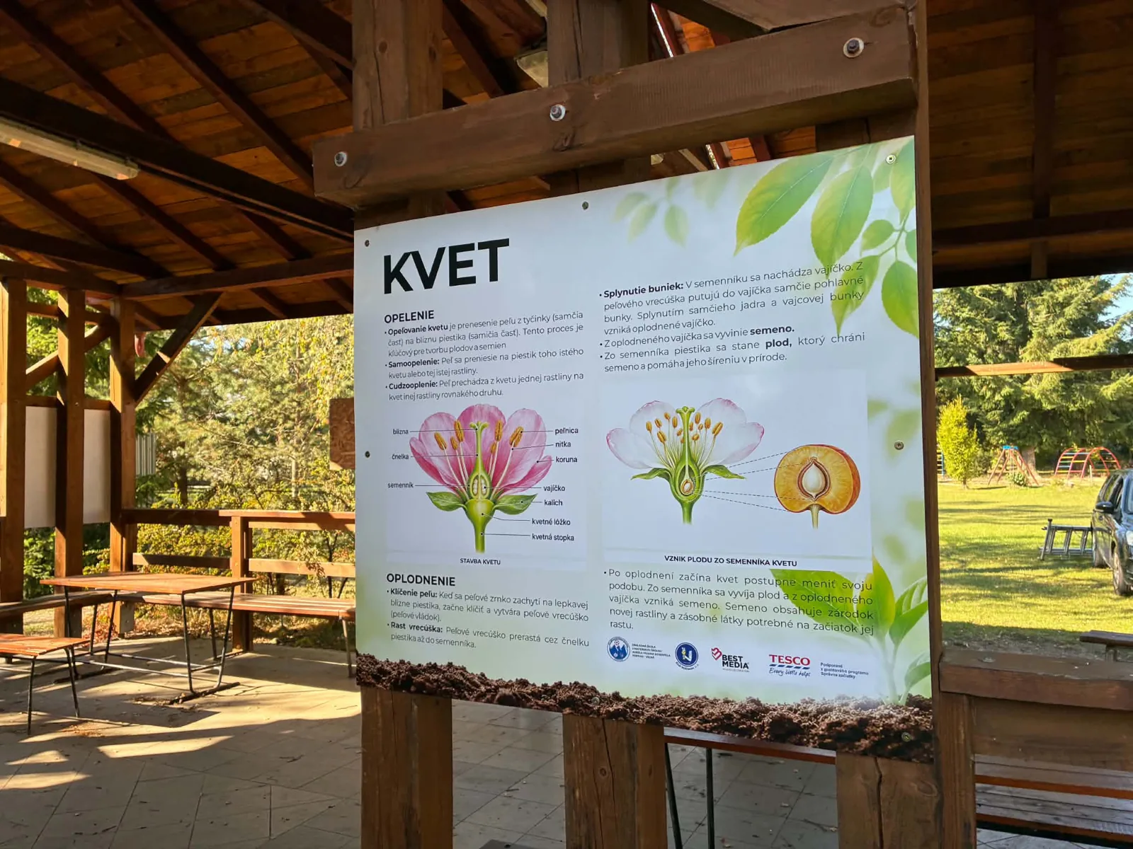 Kvet – stavba, opelenie a oplodnenie