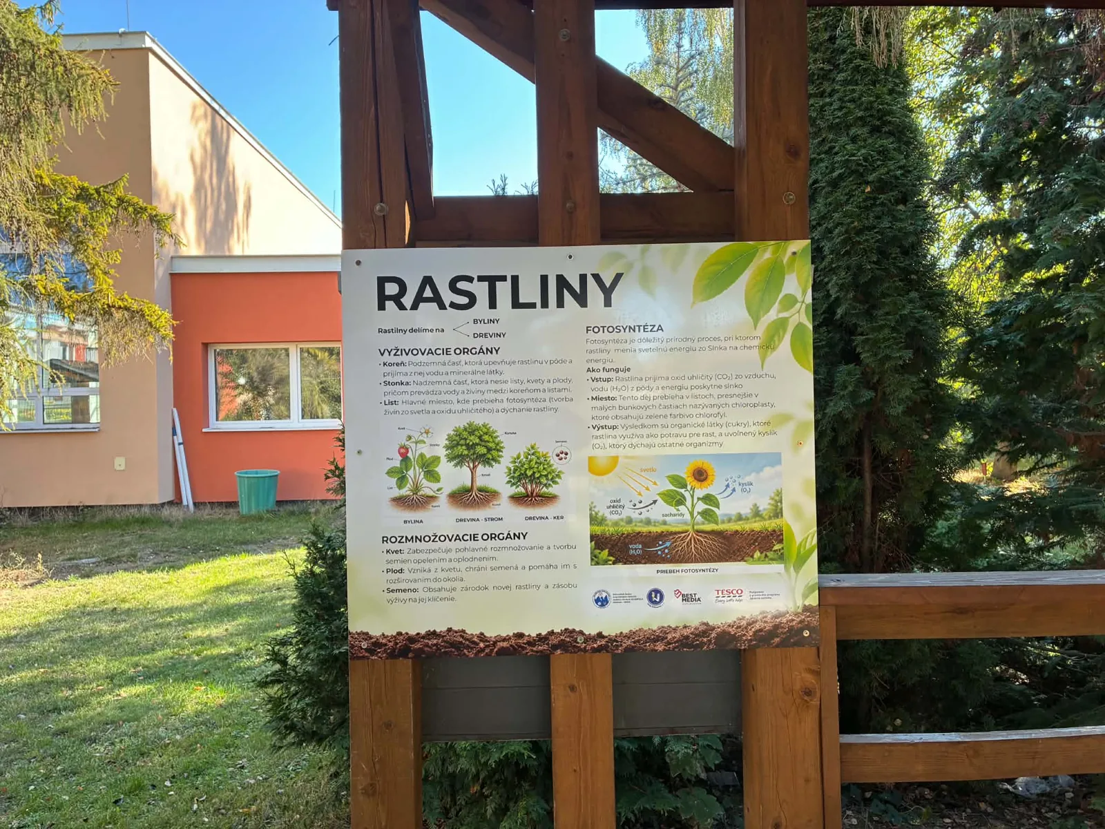 Rastliny – fotosyntéza a rastlinné orgány